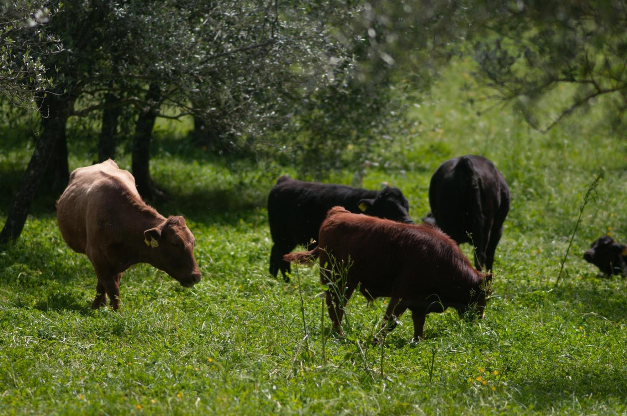 Fattoria Di Maiano Guest House Fiesole Ngoại thất bức ảnh