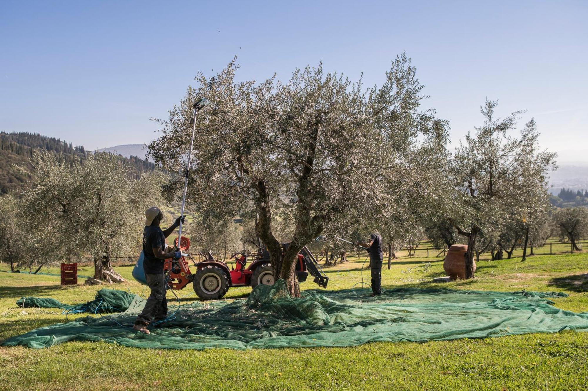 Fattoria Di Maiano Guest House Fiesole Ngoại thất bức ảnh